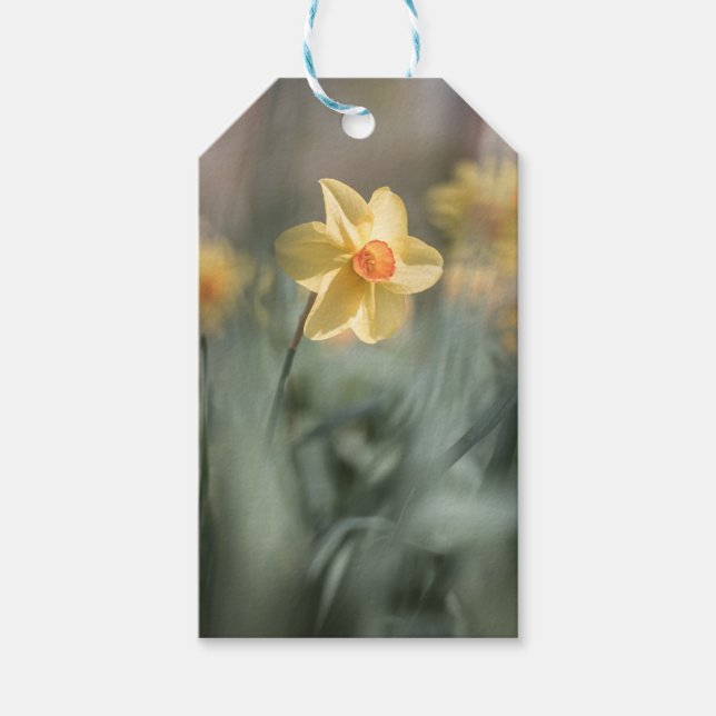 Gult Blommar Daffodil Nature Photo Presentetikett (Framsidan)