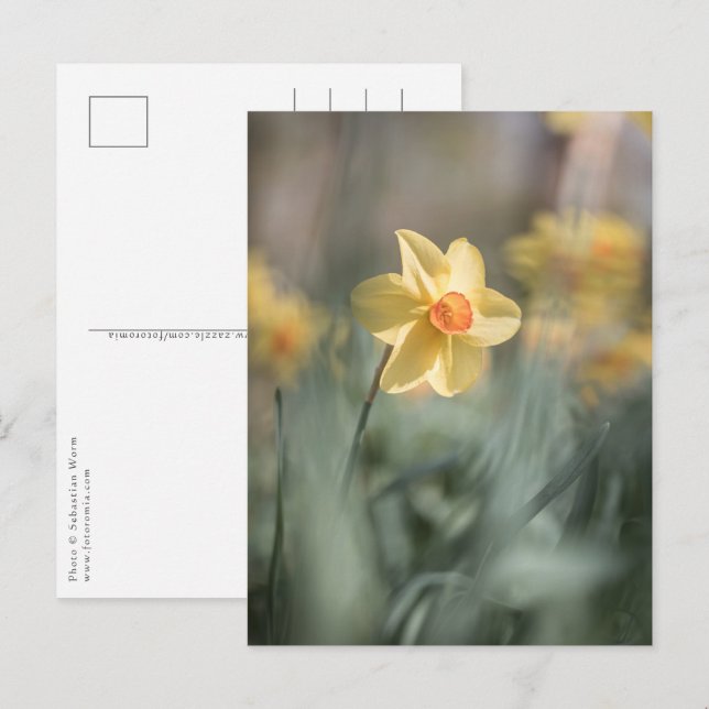 Gult Blommar Daffodil Nature Photo Vykort (Fram/baksida)