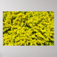 Gult Blommar Shrubs Golden Template Woadwaxen
