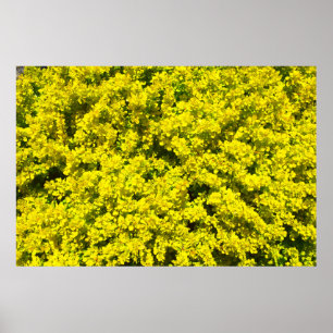 Gult Blommar Shrubs Golden Template Woadwaxen Poster