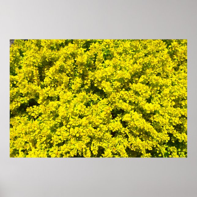 Gult Blommar Shrubs Golden Template Woadwaxen Poster (Framsidan)