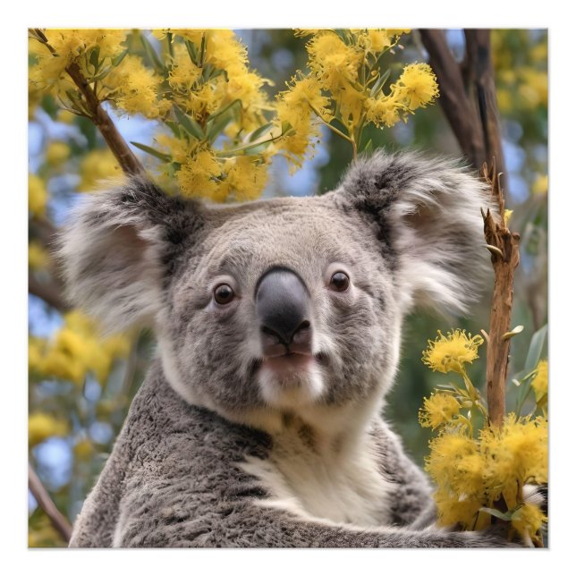 Gult Blommar Wattle Träd with a Koala Fototryck (Framsidan)