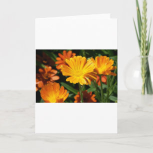 Gult Blommars Flowers Art Peace Kärlek Destiny Tack Kort