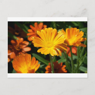 Gult Blommars Flowers Art Peace Kärlek Destiny Vykort
