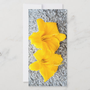 gult blommor i fullt blomma varje dag