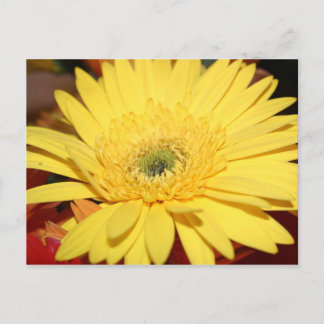 Gult Blomsolros Vykort