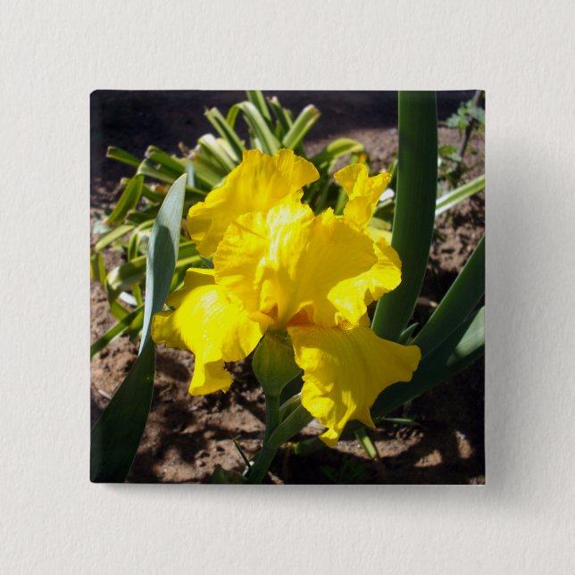 Gult Blooming Iris Plant Knapp (Framsida)