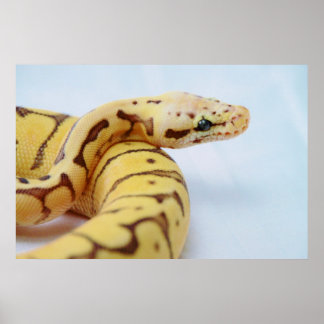 Gult Boll Python Close Up Poster