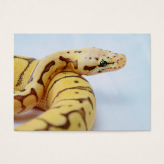 Gult Boll Python Close Up Visitkort