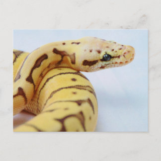 Gult Boll Python Close Up Vykort