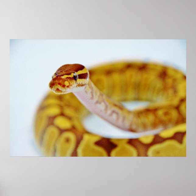 Gult Boll Python Head Poster (Framsidan)