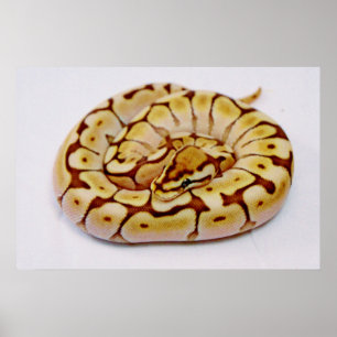 Gult Boll Python Verkligen Close Up Poster