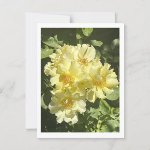 Gult Botaniska blommor Vykort