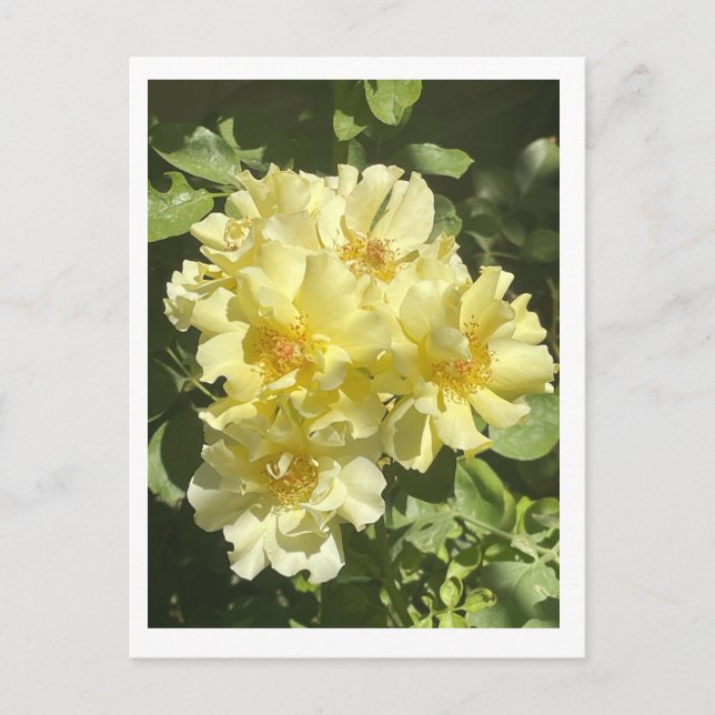 Gult Botaniska blommor Vykort (Framsida)