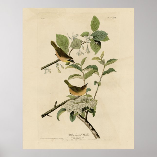 Gult-brast, Adubon's Birds of America Poster (Framsidan)