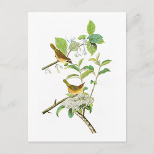 Gult-brast Warbler John Audubon Birds America Vykort