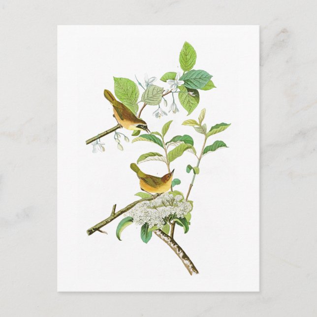 Gult-brast Warbler John Audubon Birds America Vykort (Framsida)