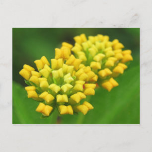 Gult Brevkort för blommor Vykort