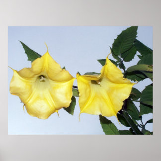 Gult Brugmansia - Angel's Trumpet Flower Poster