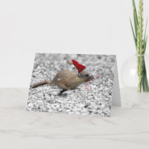 Gult-buktad första jul för Marmots Helgkort