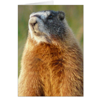Gult-buktad Marmot Hälsningskort