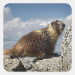 Gult buktad Marmot i Yosemite Fyrkantigt Klistermärke