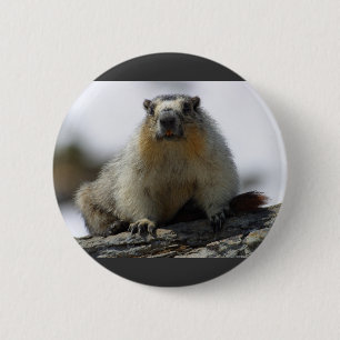 Gult buktad Marmot Knapp