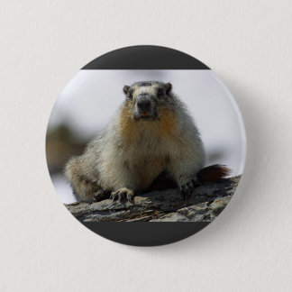 Gult buktad Marmot Knapp