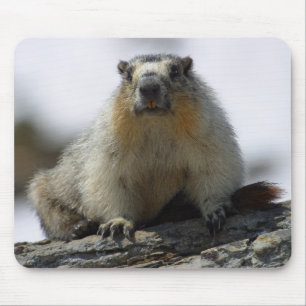 Gult buktad Marmot Musmatta