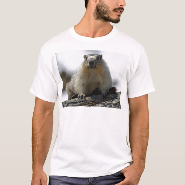 Gult buktad Marmot Tee (Framsida)