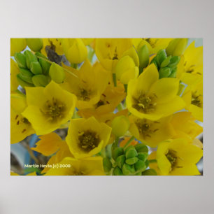 Gult Bulb Flowers Poster