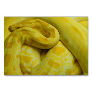Gult Burmese Python Bordsnummer