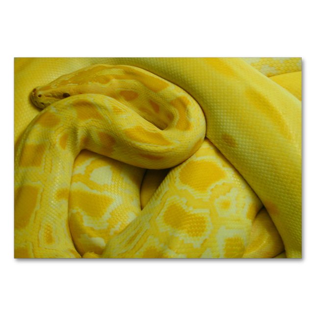Gult Burmese Python Bordsnummer (Framsidan)