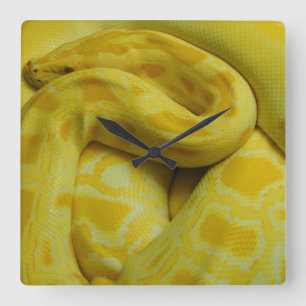 Gult Burmese Python Fyrkantig Klocka