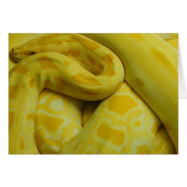 Gult Burmese Python Hälsningskort (Framsidan Horizontal)