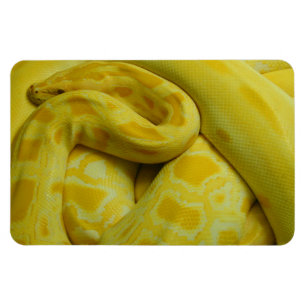 Gult Burmese Python Magnet