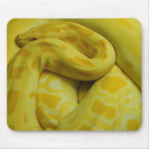 Gult Burmese Python Musmatta
