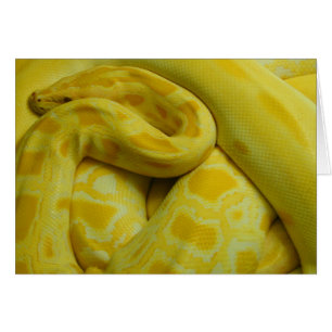 Gult Burmese Python OBS Kort