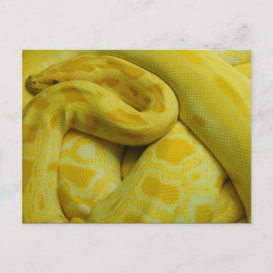 Gult Burmese Python Vykort