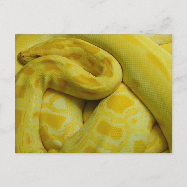 Gult Burmese Python Vykort (Framsida)
