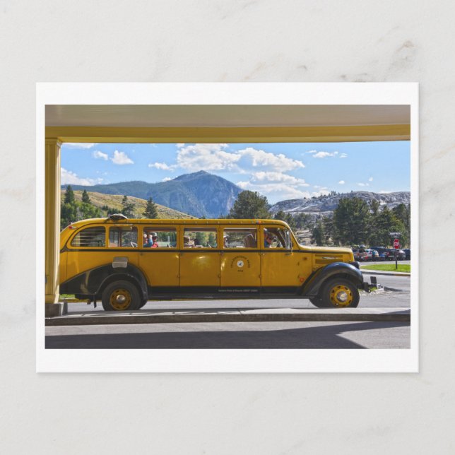 Gult Buss, Yellowstone National Park, Wyoming Pos Vykort (Framsida)