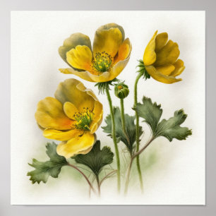 Gult Buttercups Flower Art Print Poster