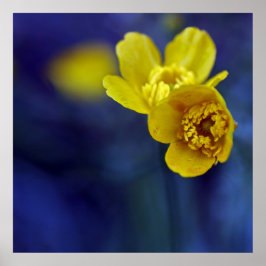 Gult Buttercups Flower Makro on Blue Bacground Poster