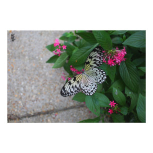 Gult Butterfly Fototryck