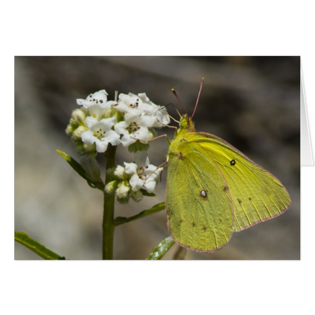 Gult Butterfly Hälsningskort (Framsidan Horizontal)