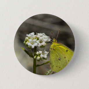 Gult Butterfly Knapp