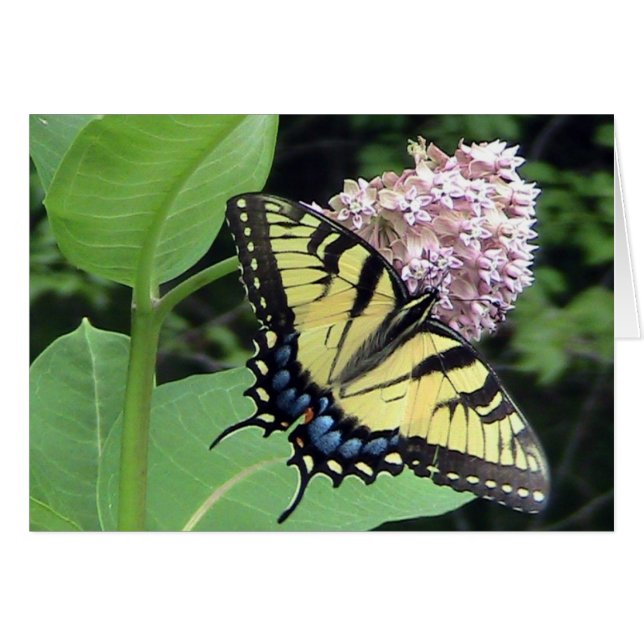 Gult Butterfly-kort (mall) OBS Kort (Framsidan Horizontal)