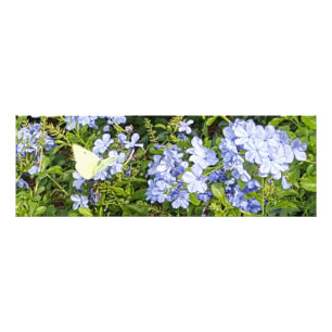 Gult Butterfly Lavender Blue Plumbago Flowers Fototryck