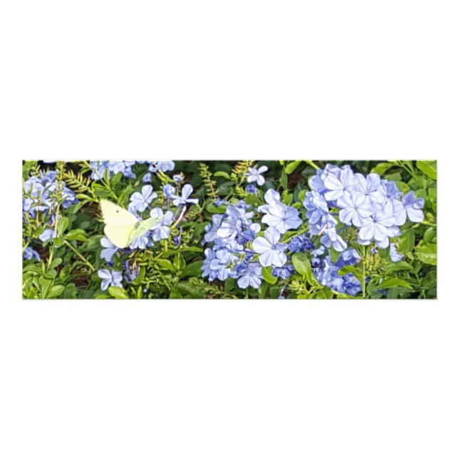 Gult Butterfly Lavender Blue Plumbago Flowers Fototryck (Framsidan)