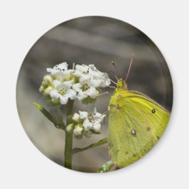 Gult Butterfly Magnet